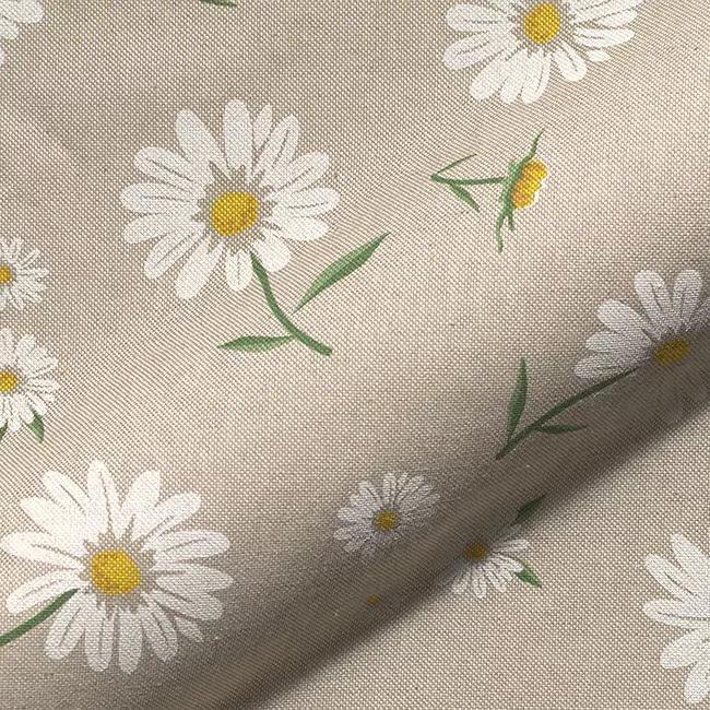 Daisy Floral Bloom