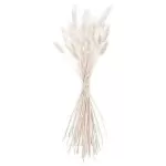 ΜΠΟΥΚΕΤΟ  Phalaris ΦΥΣΙΚΗ  60cm – 50 ΤΜΧ Beauty Home